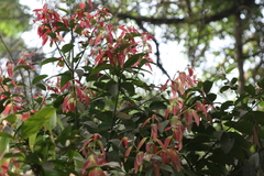 Cinnamomum verum